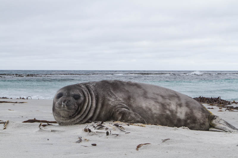 Southern Elephant Seal