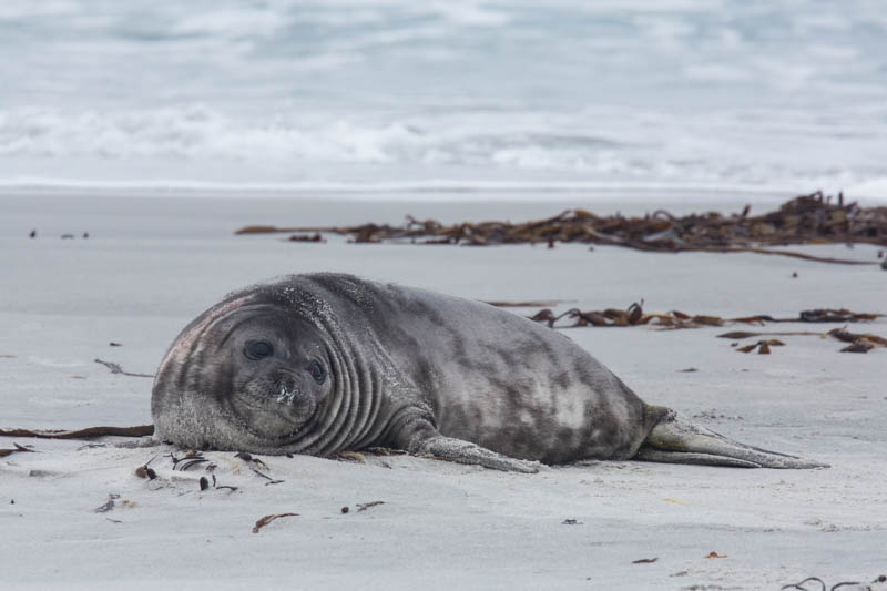 Southern Elephant Seal