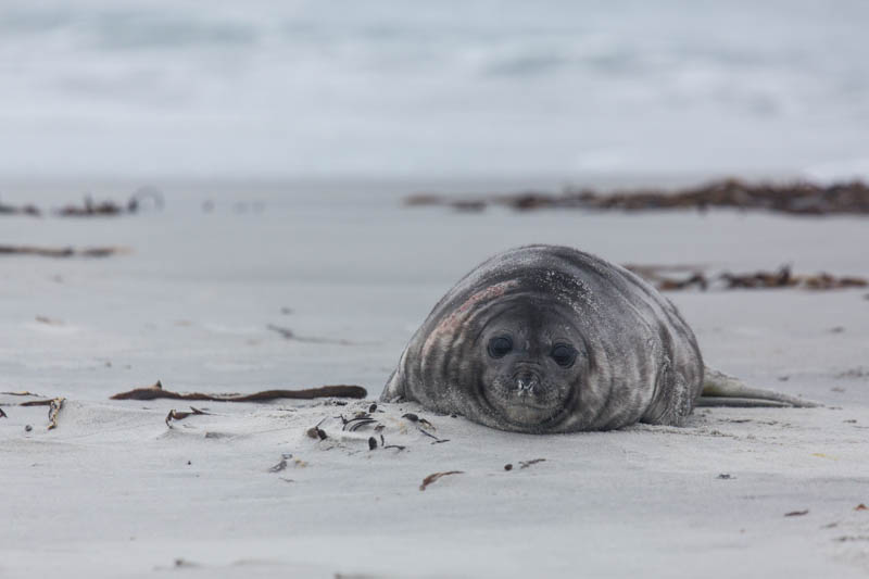 Southern Elephant Seal