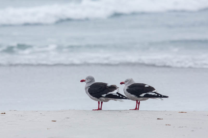 Dolphin Gulls On Beach