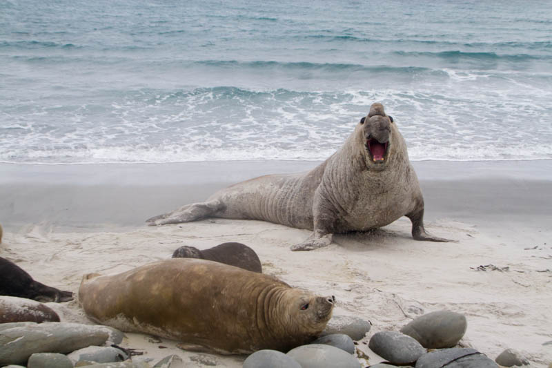 Southern Elephant Seal