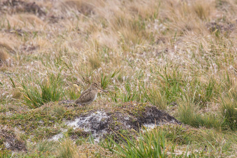 Magellanic Snipe