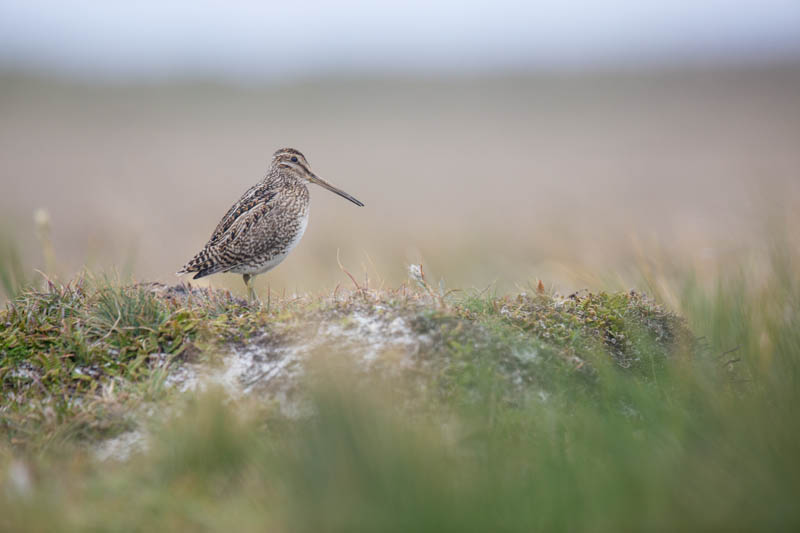 Magellanic Snipe