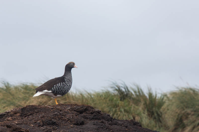 Kelp Goose