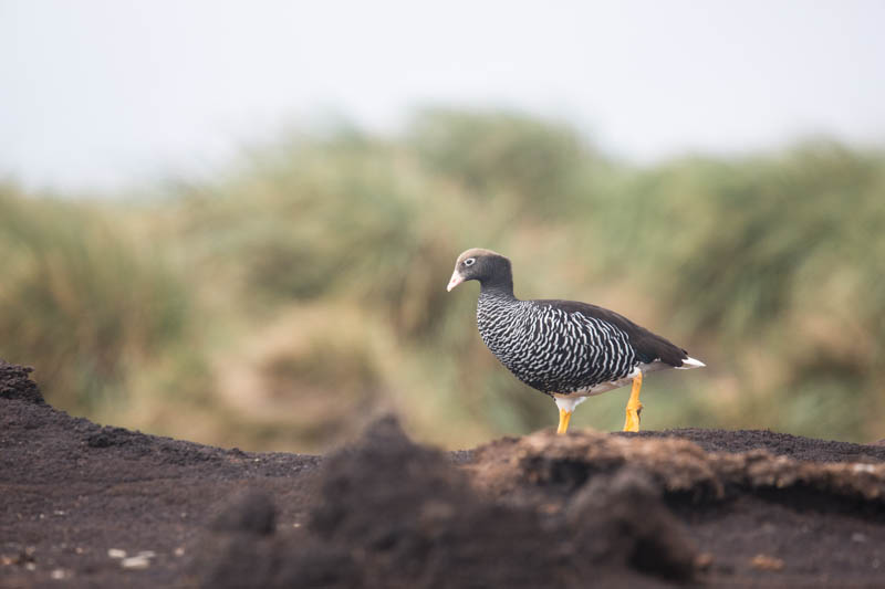 Kelp Goose