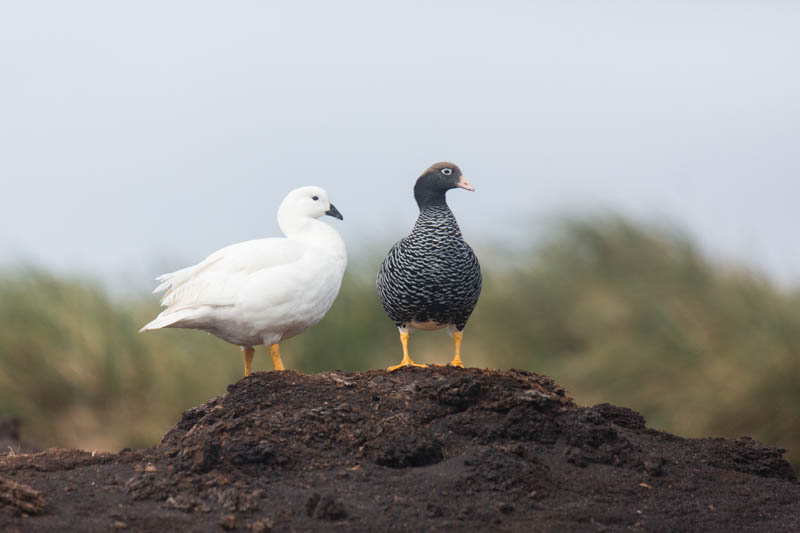 Kelp Geese