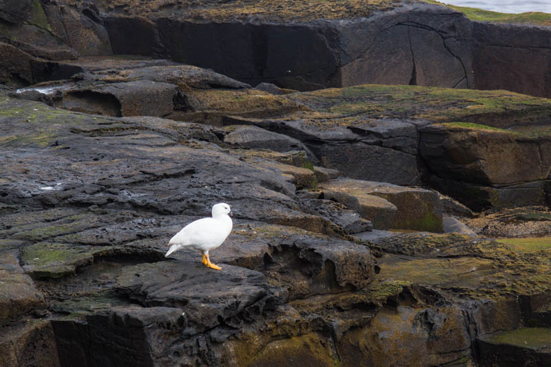 Kelp Goose