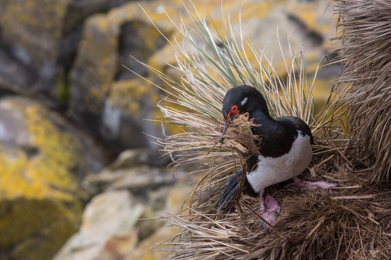 Rock Shag Gathering Nest Material