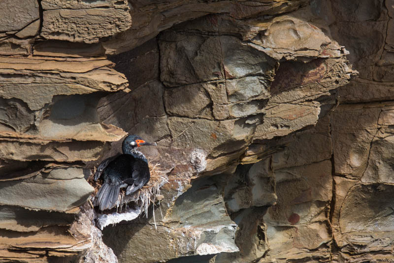 Rock Shag On Nest