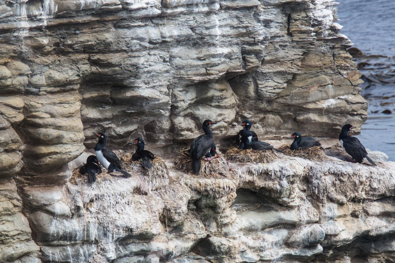 Rock Shags On Nest