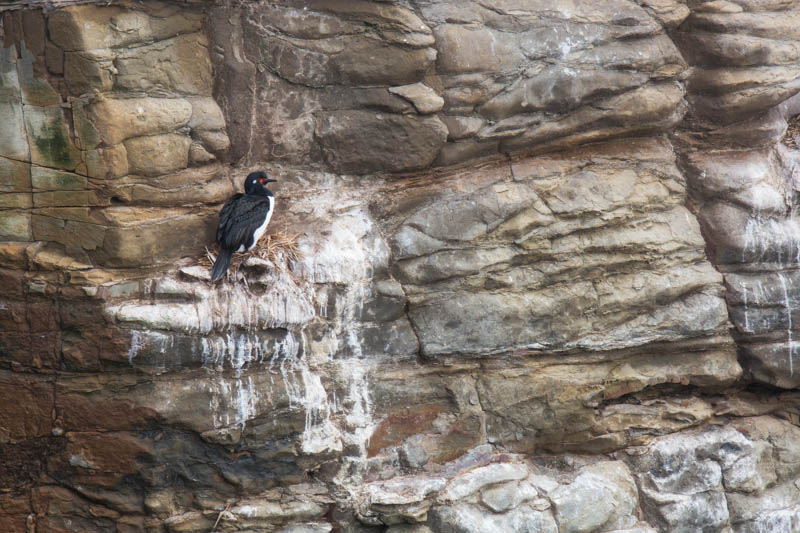 Rock Shag On Nest