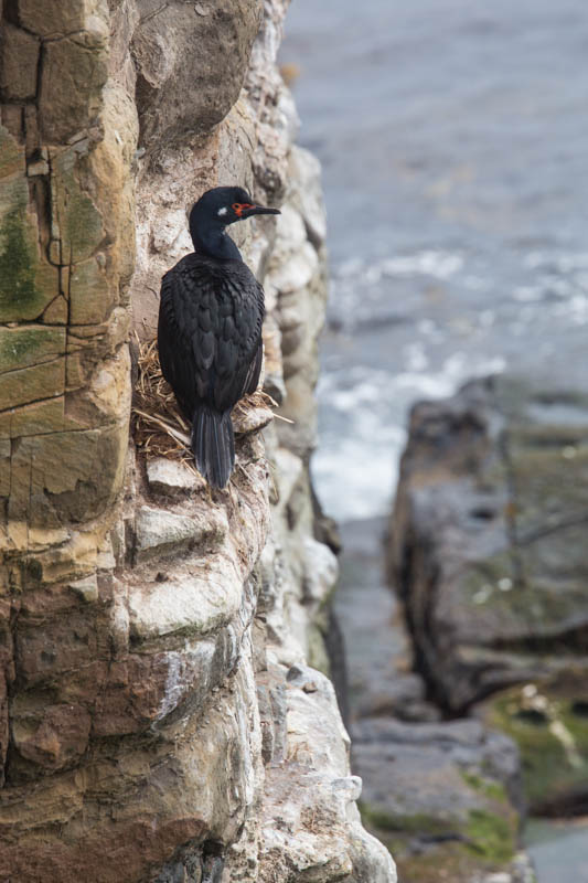 Rock Shag On Nest