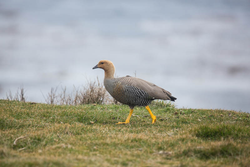 Upland Goose