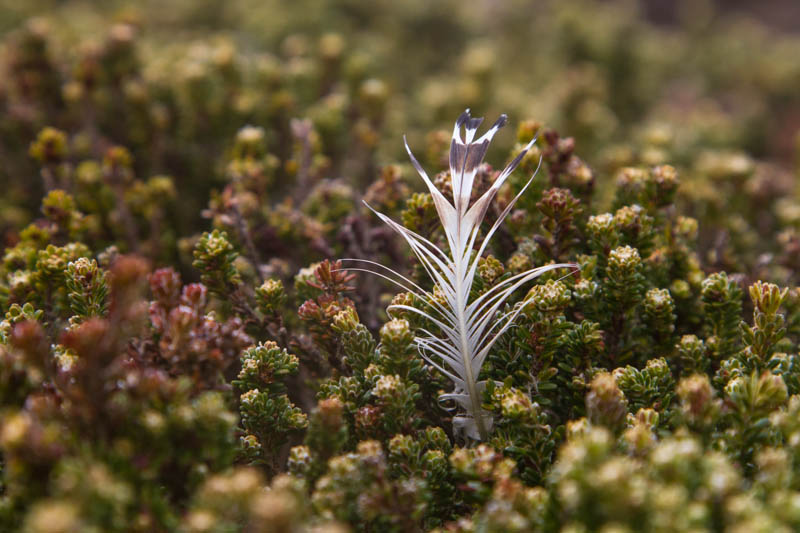 Feather And Moss