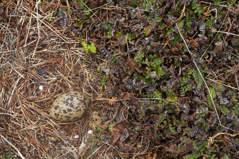 Magellanic Snipe Egg