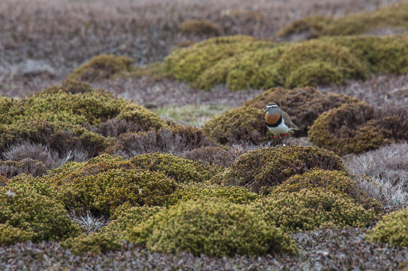 Rufous-Chested Dotterel