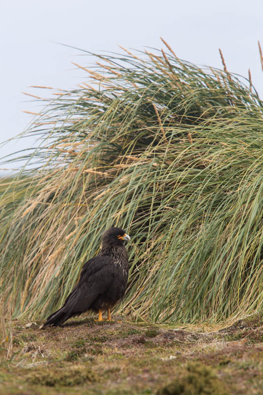 Striated Caracara