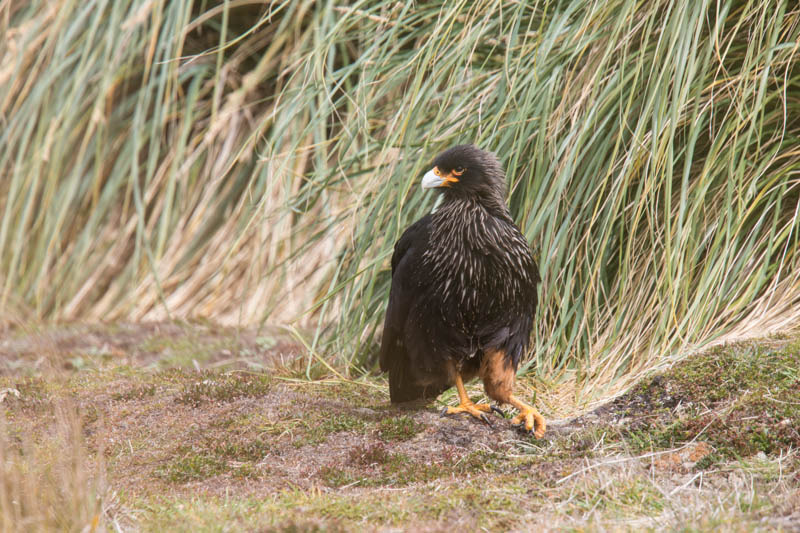 Striated Caracara