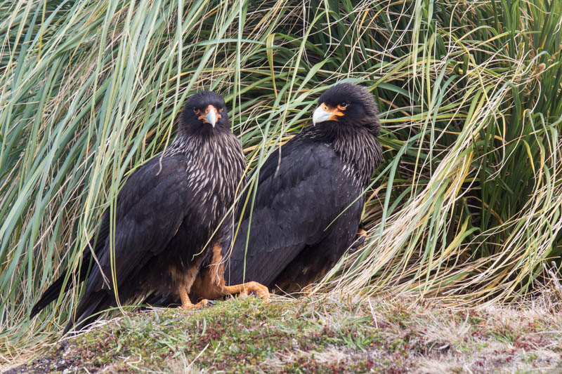 striated Caracaras