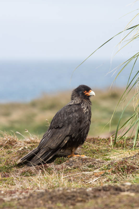 Striated Caracara