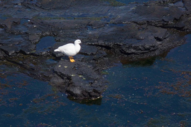 Kelp Goose