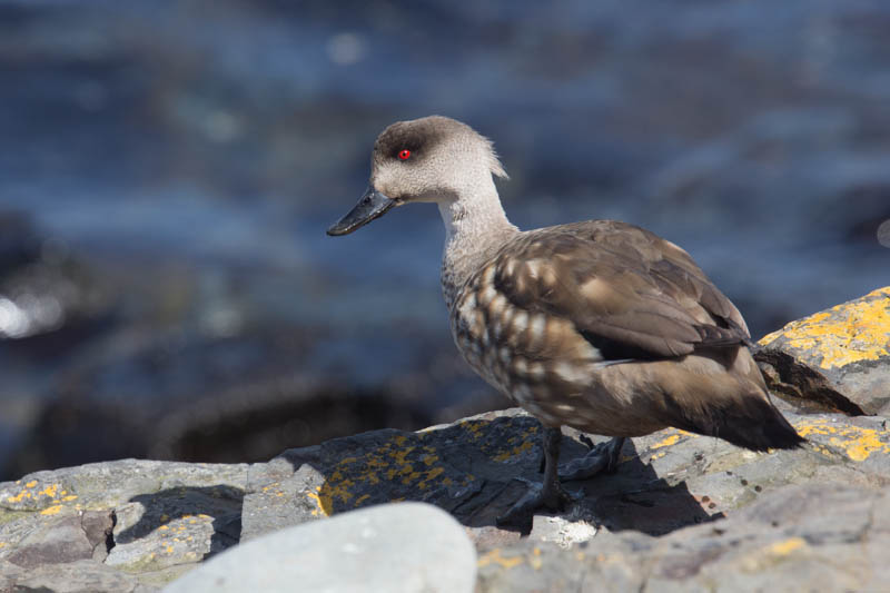 Crested Duck