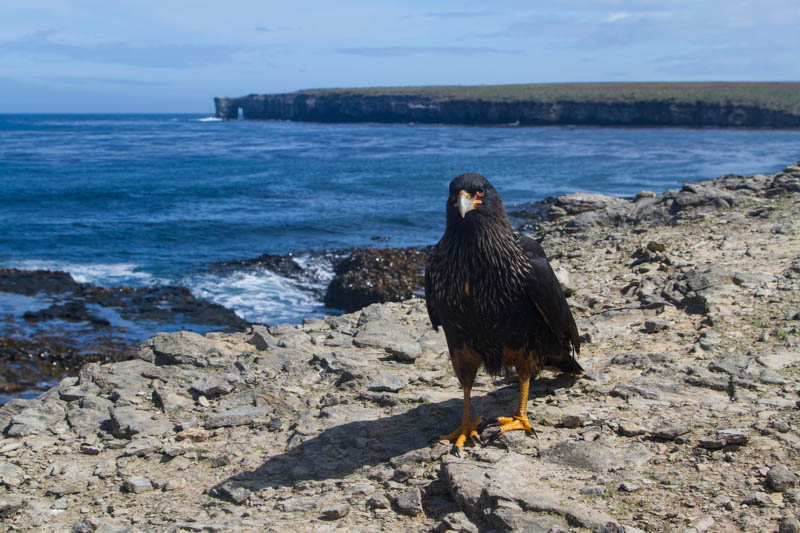 Striated Caracara