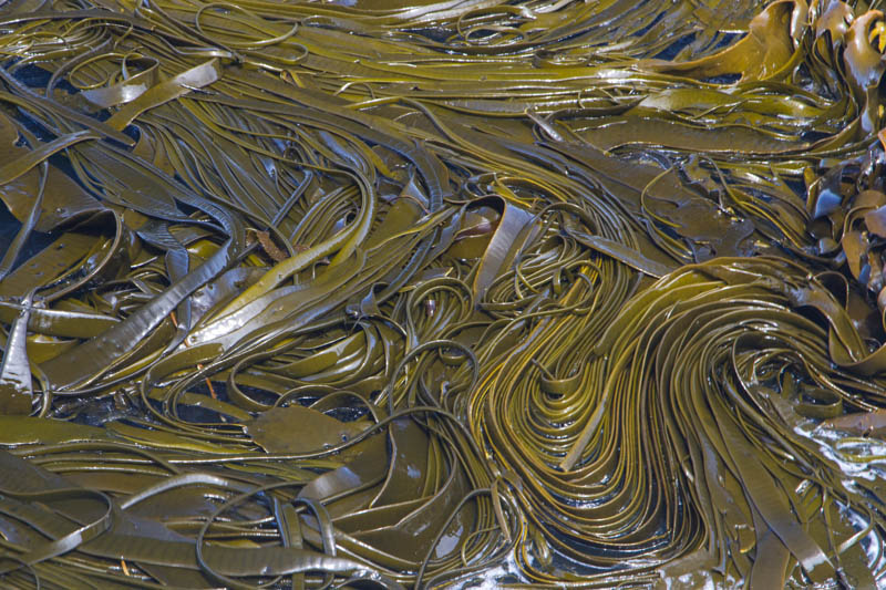 Kelp