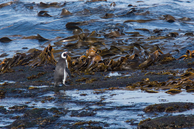 Magellanic Penguin