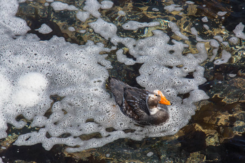 Falkland Steamer Duck