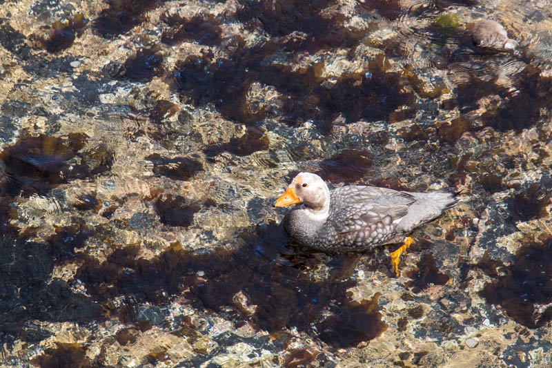 Falkland Steamer Duck