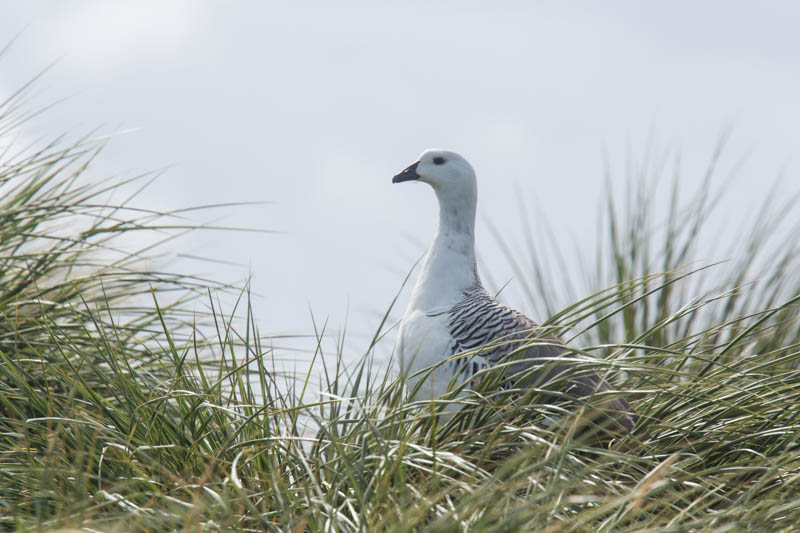 Upland Goose