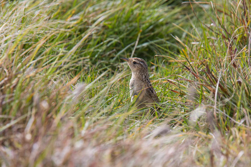 Cobbs Wren