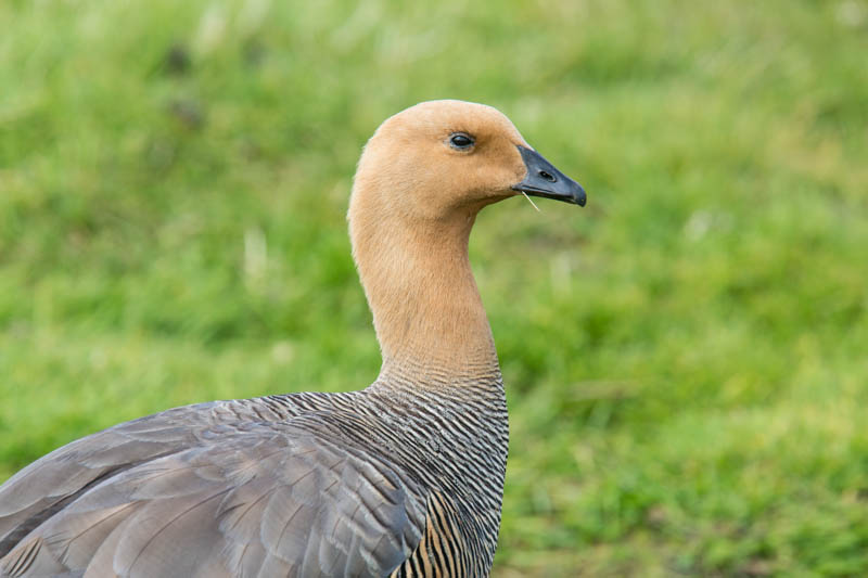 Upland Goose