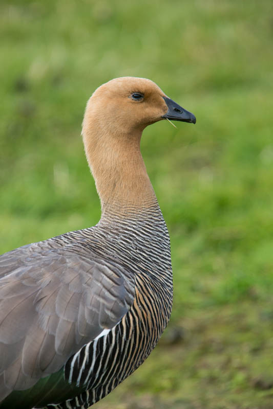 Upland Goose