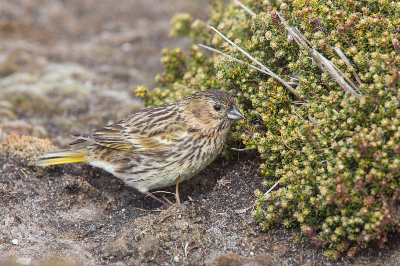 Black-Chinned Siskin