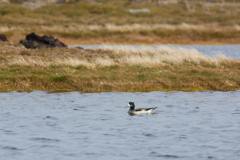 Chiloe Wigeon