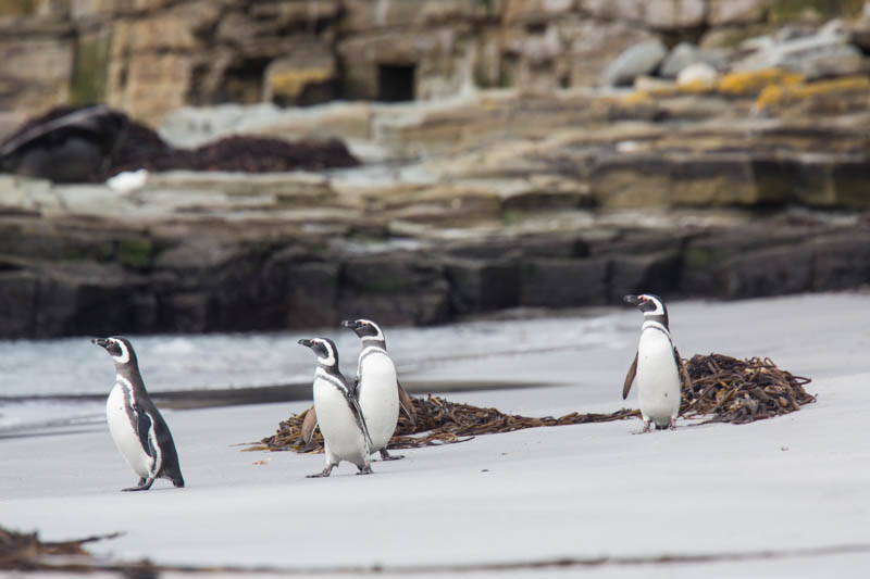 Magellanic Penguins On Beach