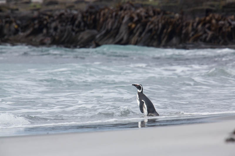 Magellanic Penguin In Surf