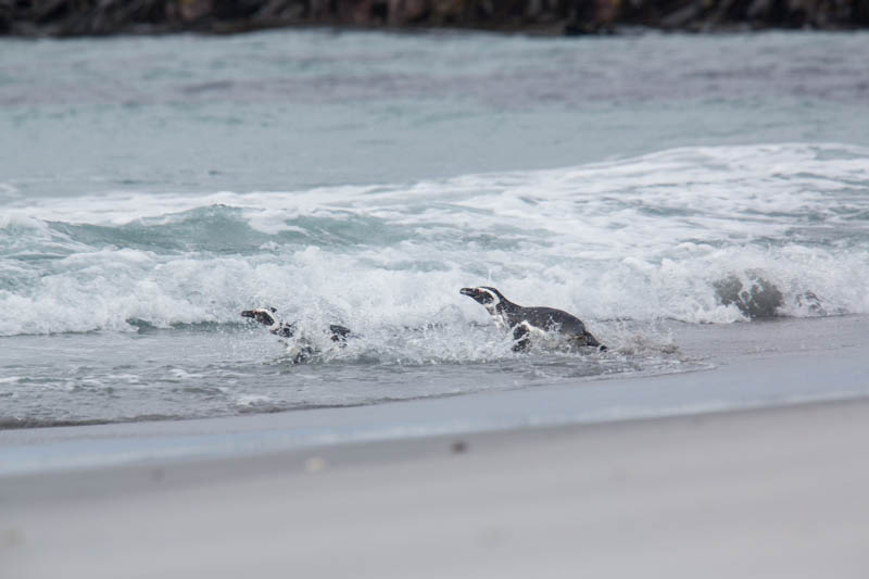 Magellanic Penguins In Surf