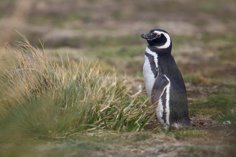 Magellanic Penguin