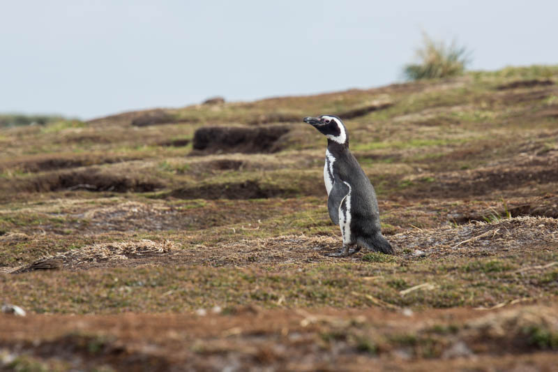 Magellanic Penguin