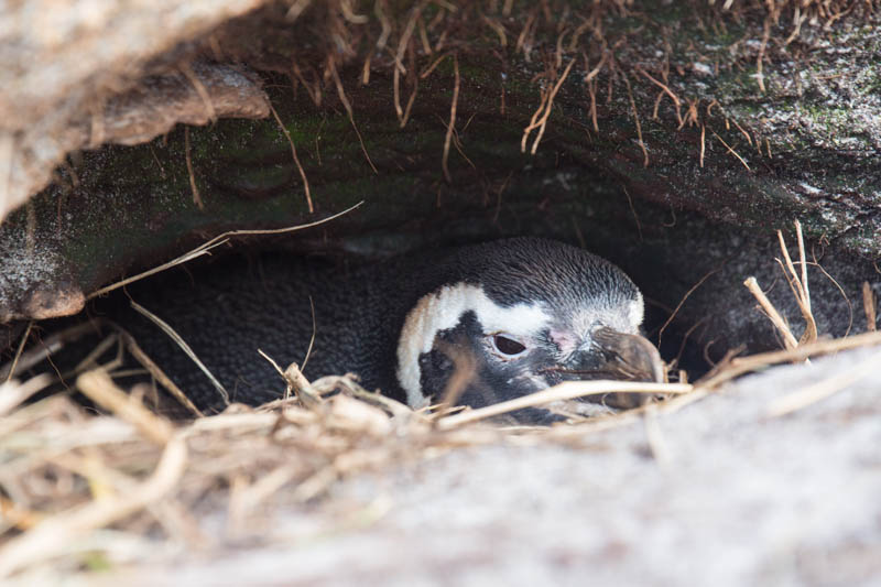 Magellanic Penguin In Burrow