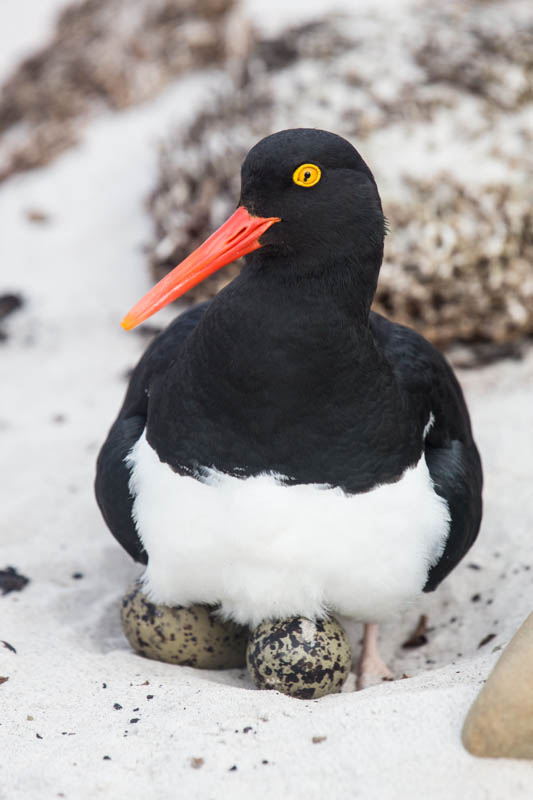 Magellanic Oystercatcher On Nest