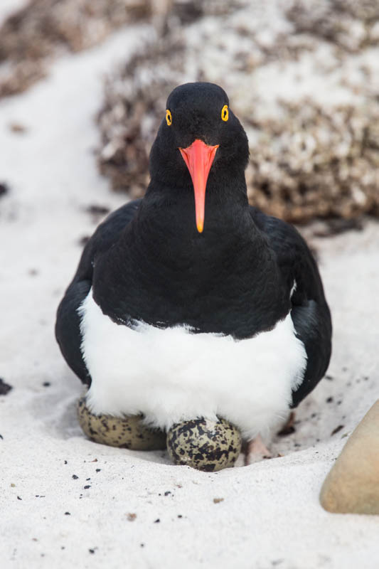 Magellanic Oystercatcher On Nest