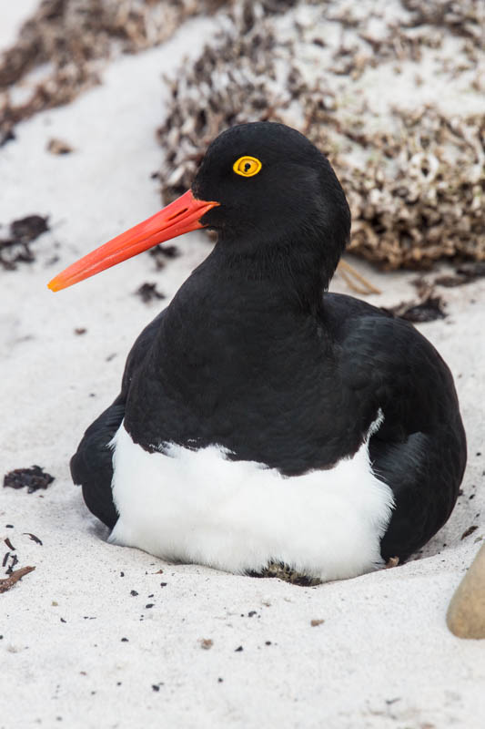 Magellanic Oystercatcher On Nest