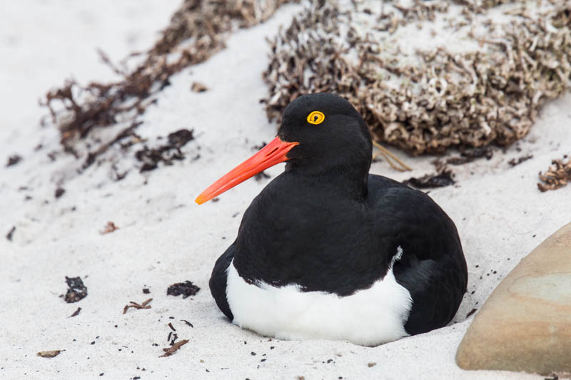 Magellanic Oystercatcher