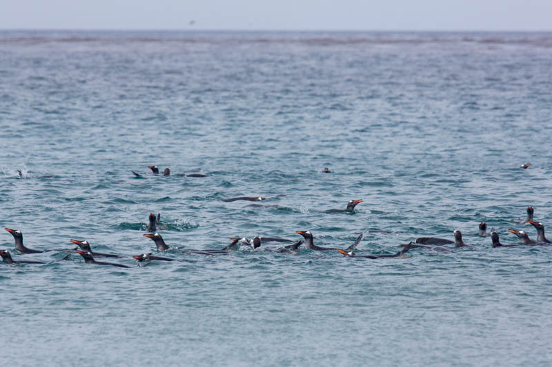 Gentoo Penguins Offshore