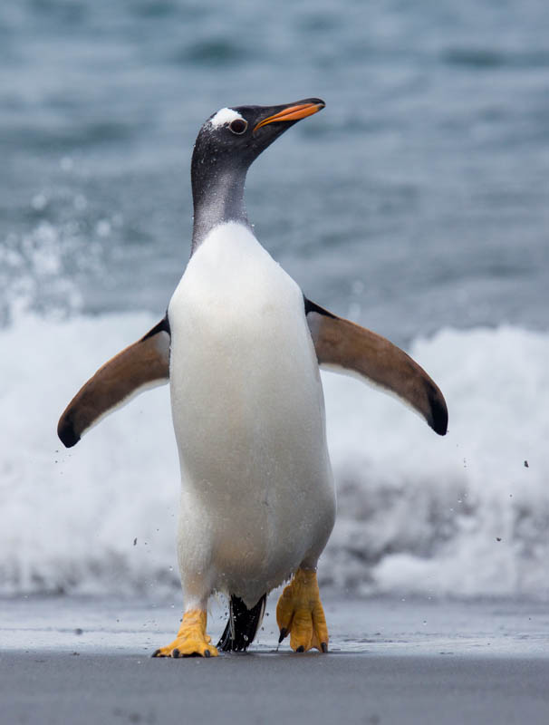 Gentoo Penguin Coming Ashore