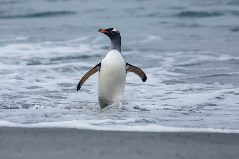 Gentoo Penguin Coming Ashore